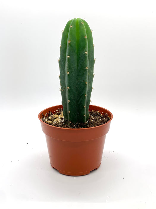 Trichocereus pachanoi (San Pedro) - The Psychedelic Store